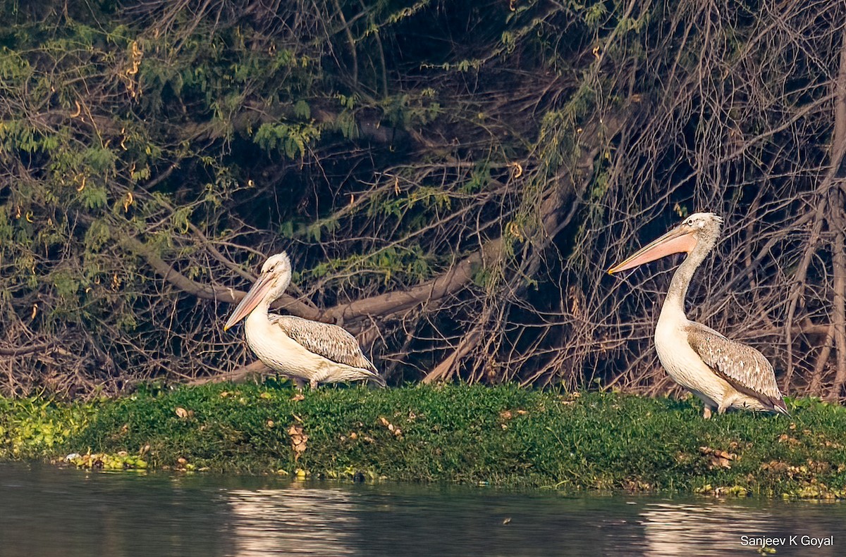 Great White Pelican - Sanjeev Goyal