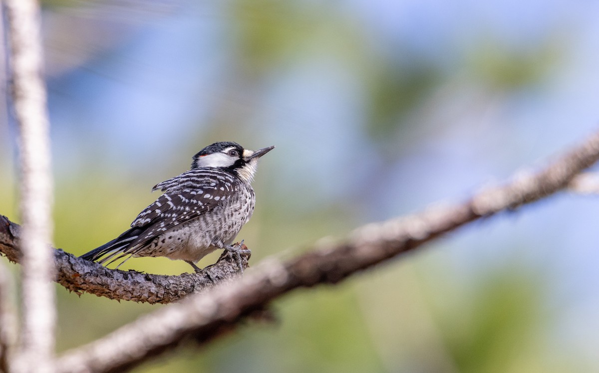 Red-cockaded Woodpecker - ML417998691