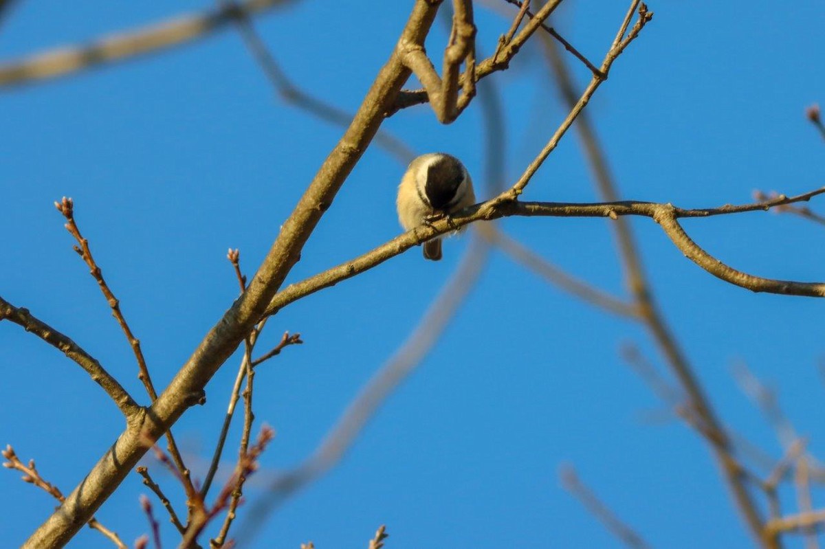 Black-capped Chickadee - ML417998791