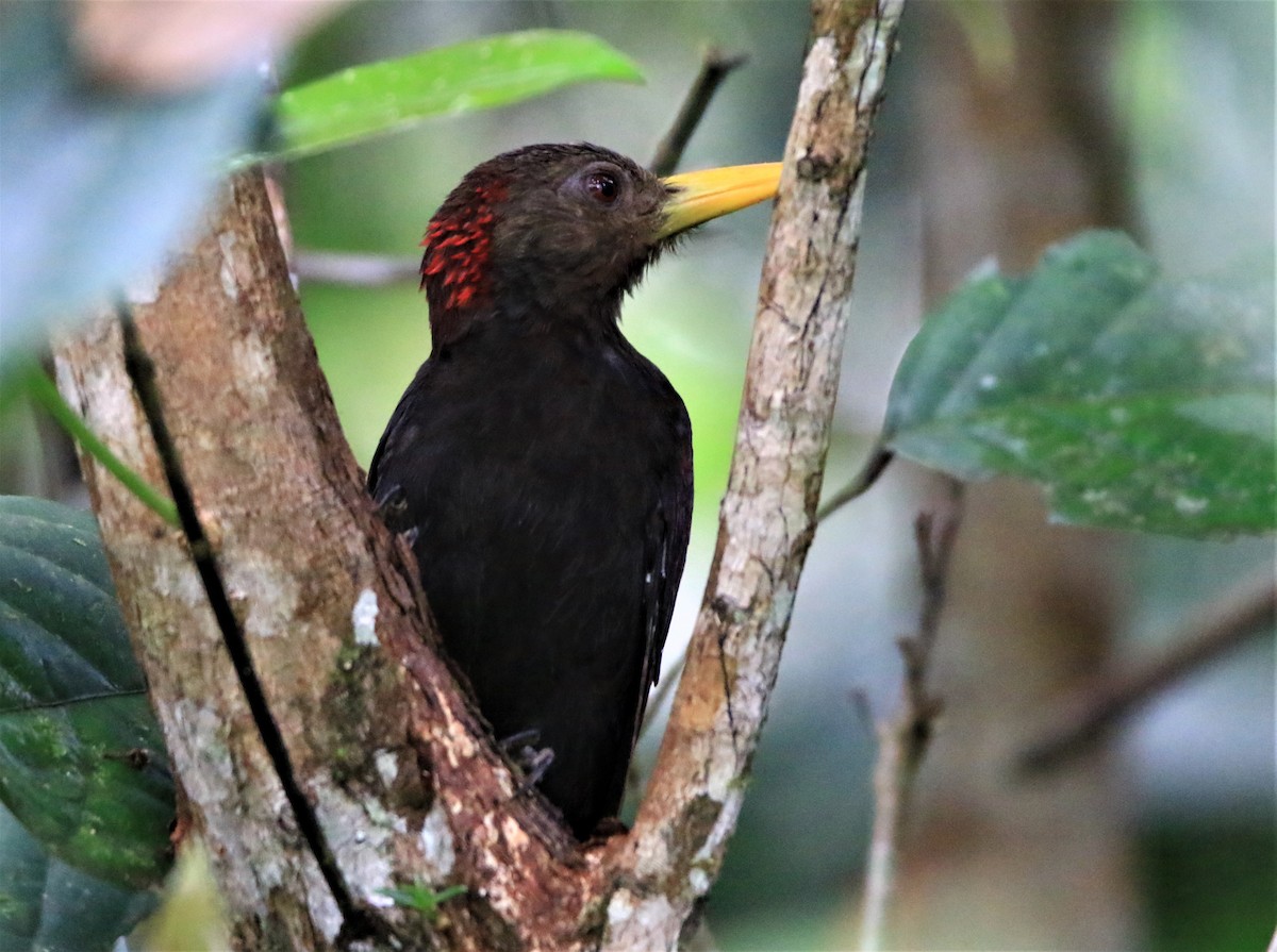 Maroon Woodpecker - ML417999181