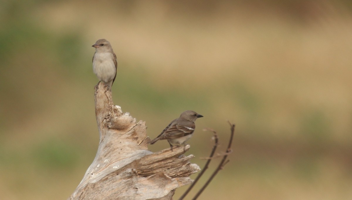 Yellow-throated Sparrow - Badri Narayanan Thiagarajan