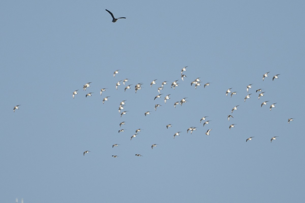 European Golden-Plover - ML418002471