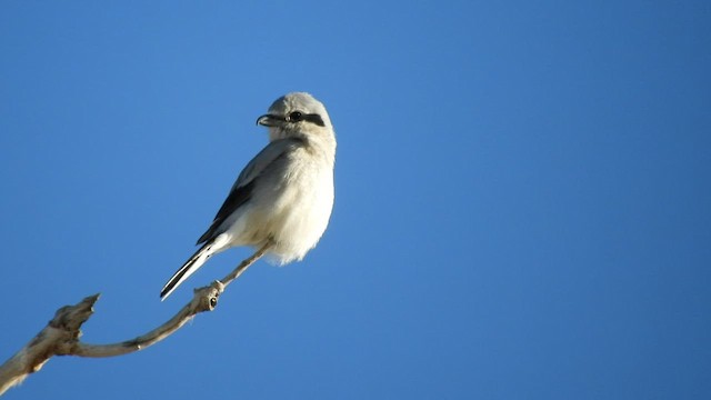 Northern Shrike - ML418002801