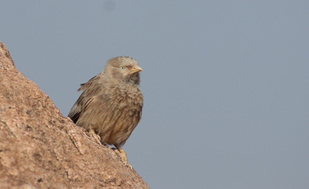 Yellow-billed Babbler - Badri Narayanan Thiagarajan