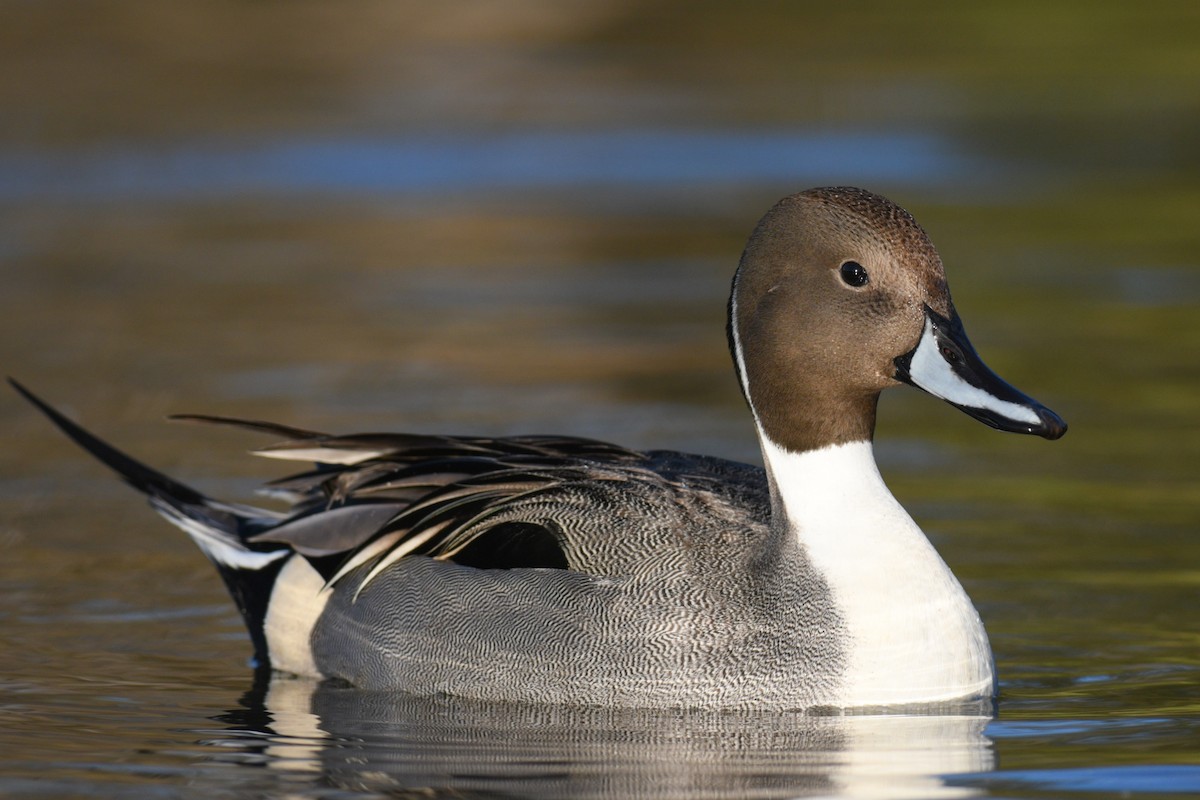 Northern Pintail - ML418003301