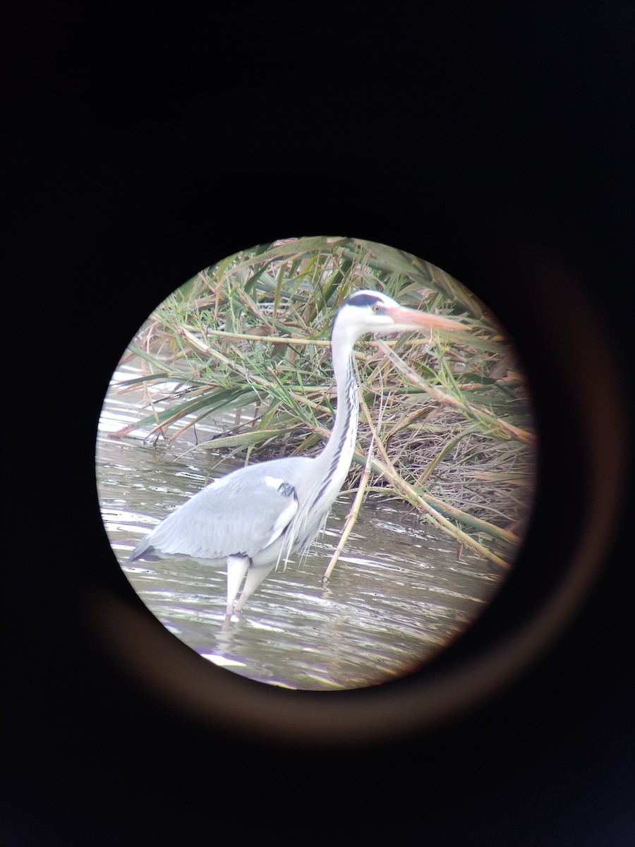 Gray Heron - ML418004341