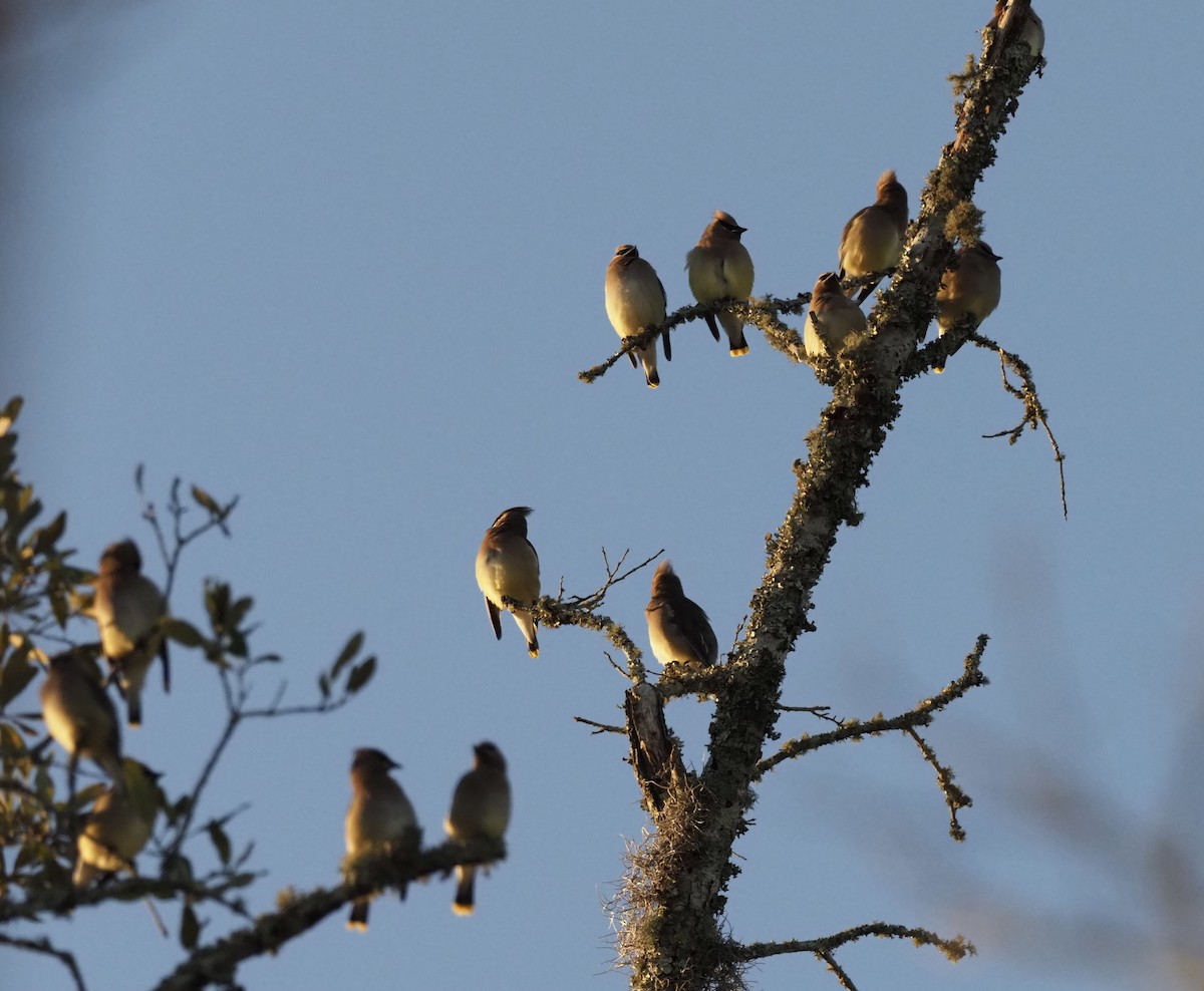 Cedar Waxwing - Yve Morrell