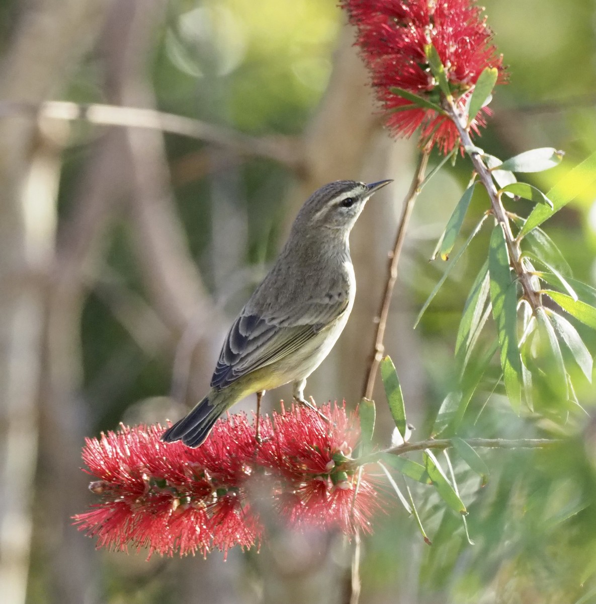 Palm Warbler (Western) - Yve Morrell