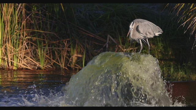 Great Blue Heron (Great Blue) - ML418005111