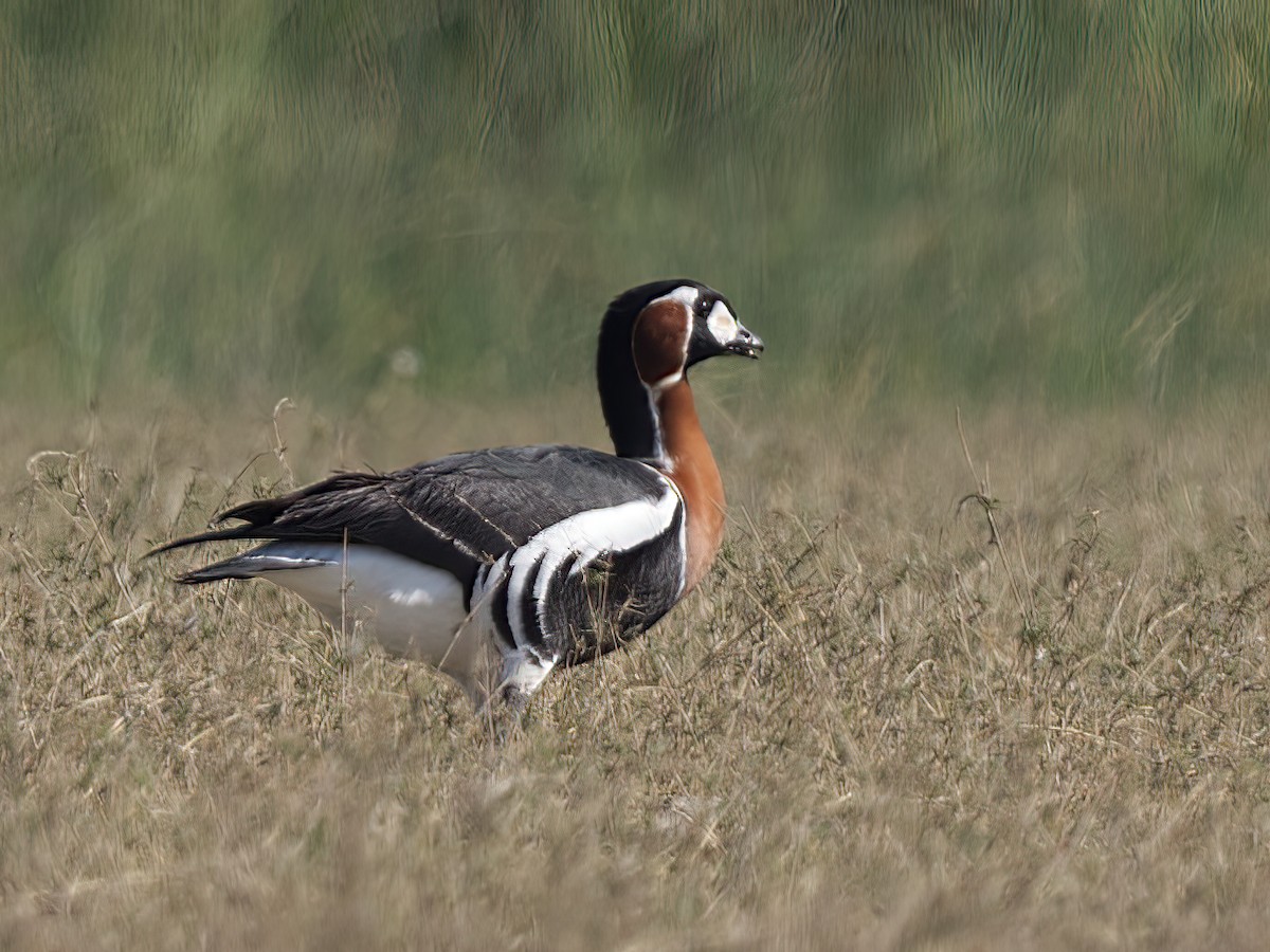 Red-breasted Goose - ML418005661