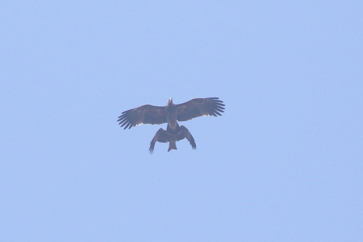 Tawny Eagle - ML418006071