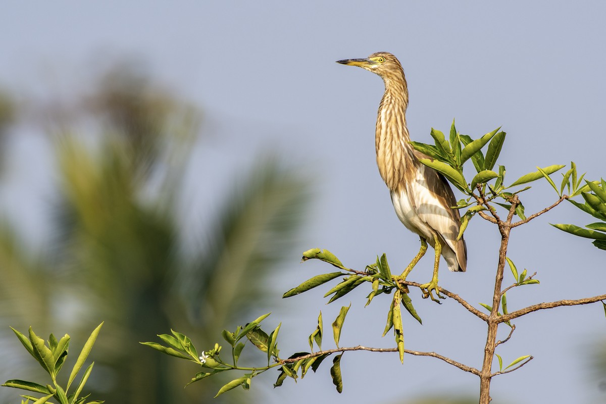 Indian Pond-Heron - ML418006231