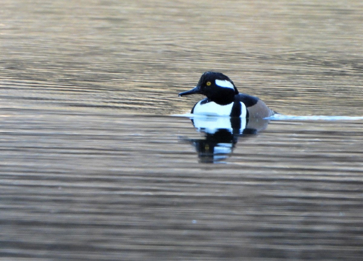 Крех жовтоокий - ML418007911