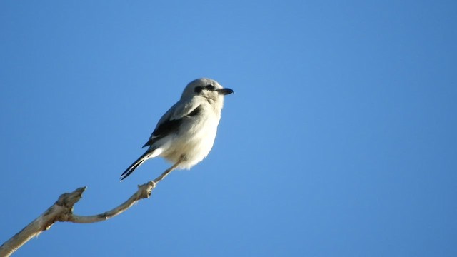 Northern Shrike - ML418008421