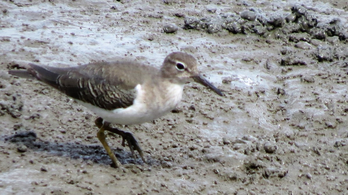 Spotted Sandpiper - ML41801051