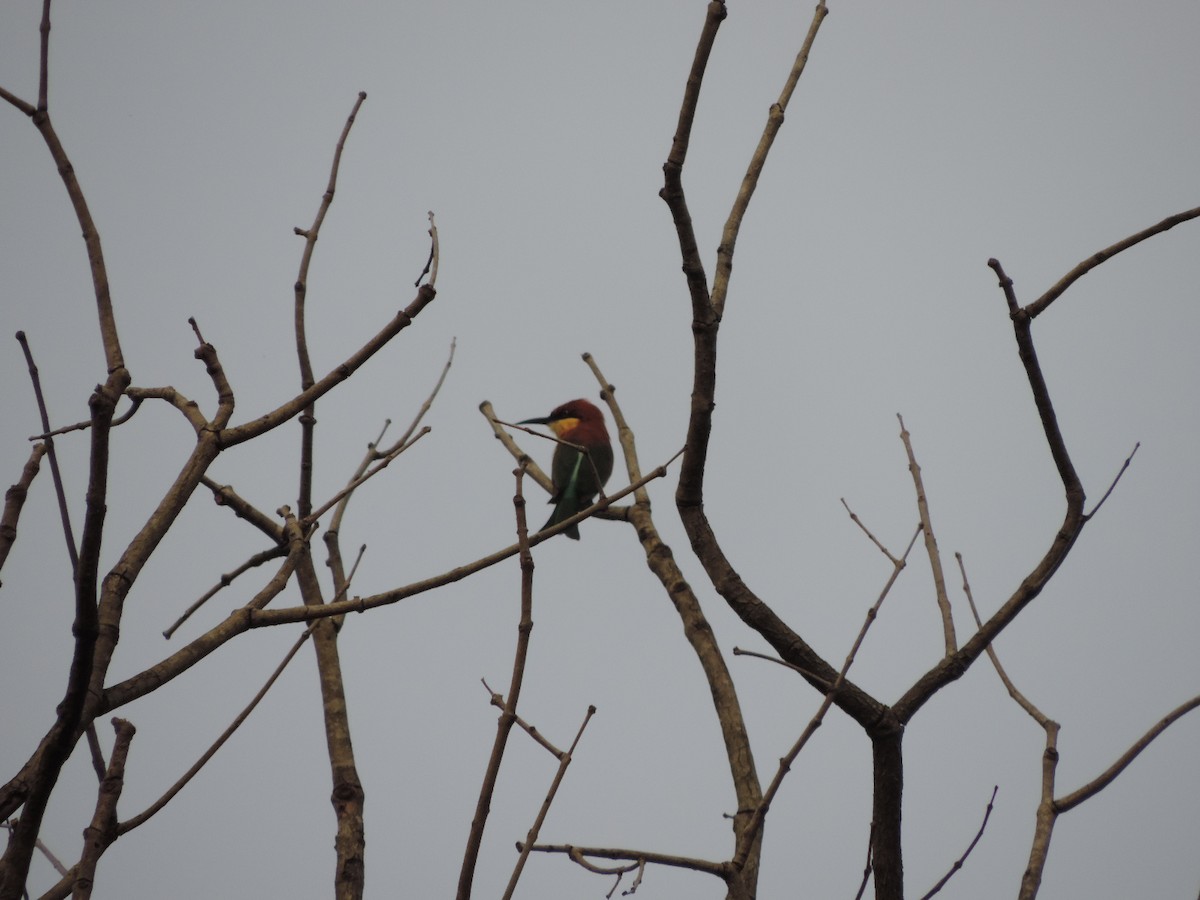 Chestnut-headed Bee-eater - Win Nwe
