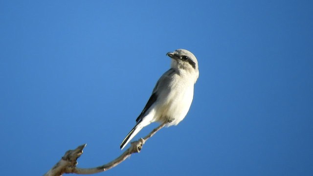 Northern Shrike - ML418013271