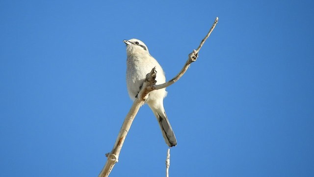 Northern Shrike - ML418014491