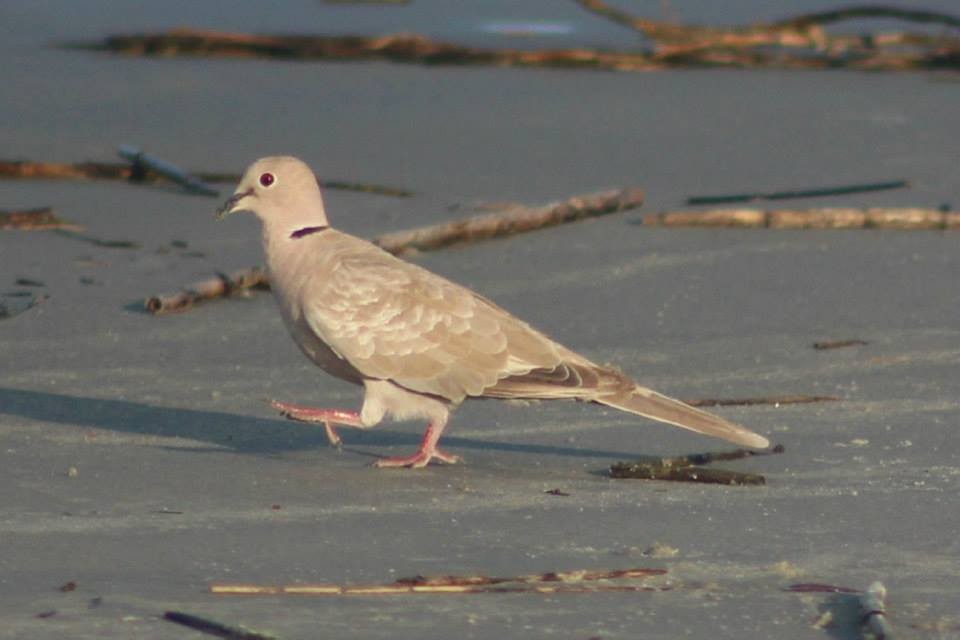 Eurasian Collared-Dove - ML41801531
