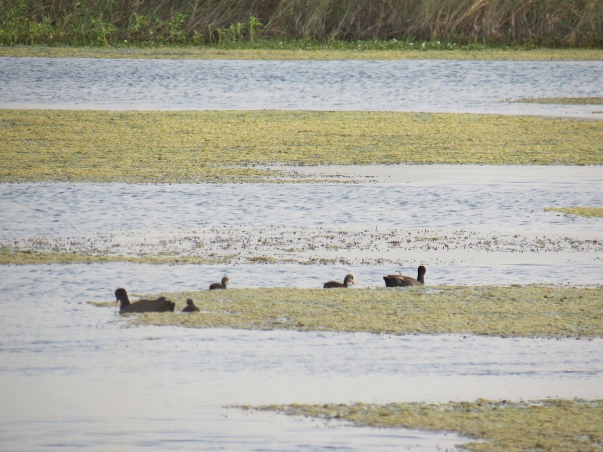 Eurasian Coot - ML418017421