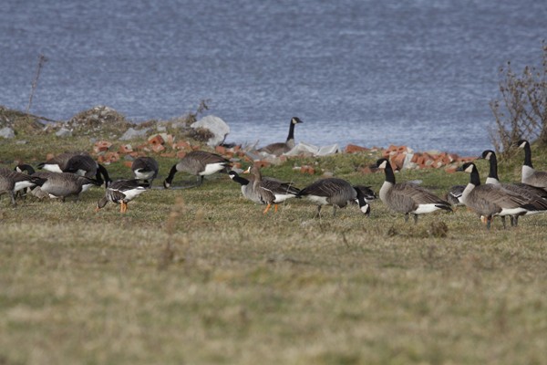 Greater White-fronted Goose - ML41801831