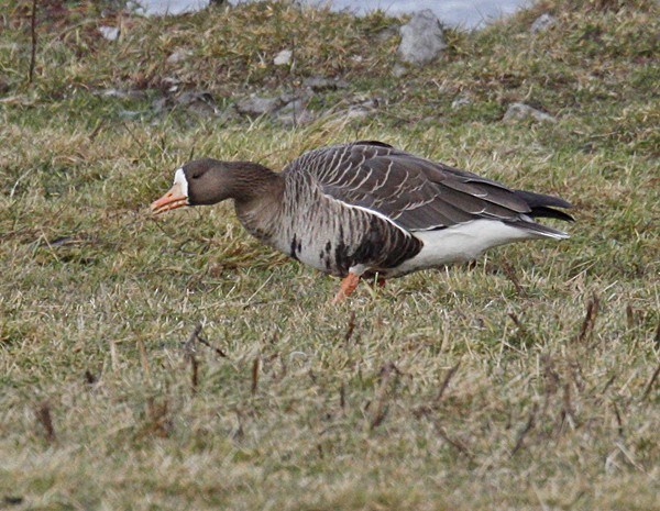 Greater White-fronted Goose - ML41801841