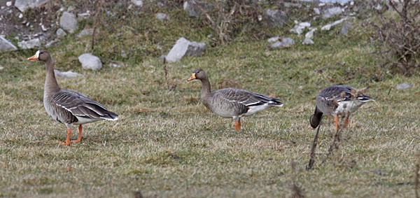 Greater White-fronted Goose - ML41801871