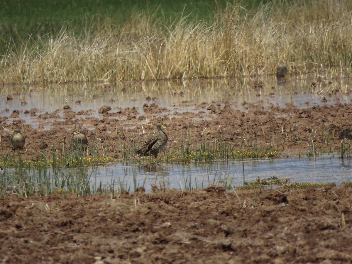 Yellow-billed Pintail - ML418019131