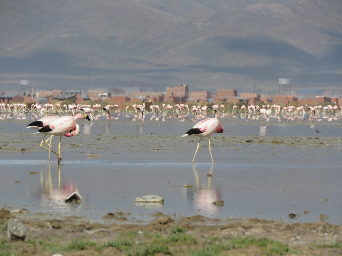 Andean Flamingo - Ignacio Escobar Gutiérrez