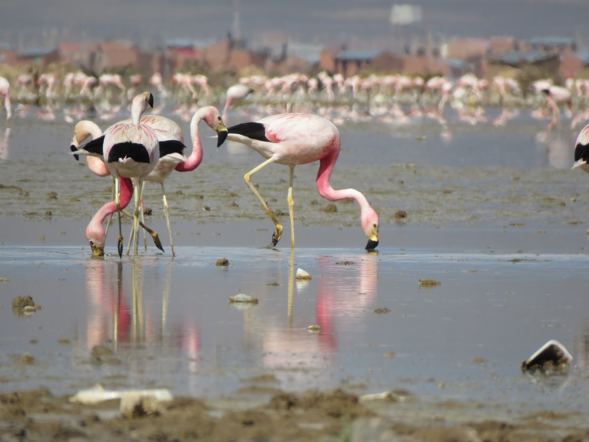 andesflamingo - ML418019641