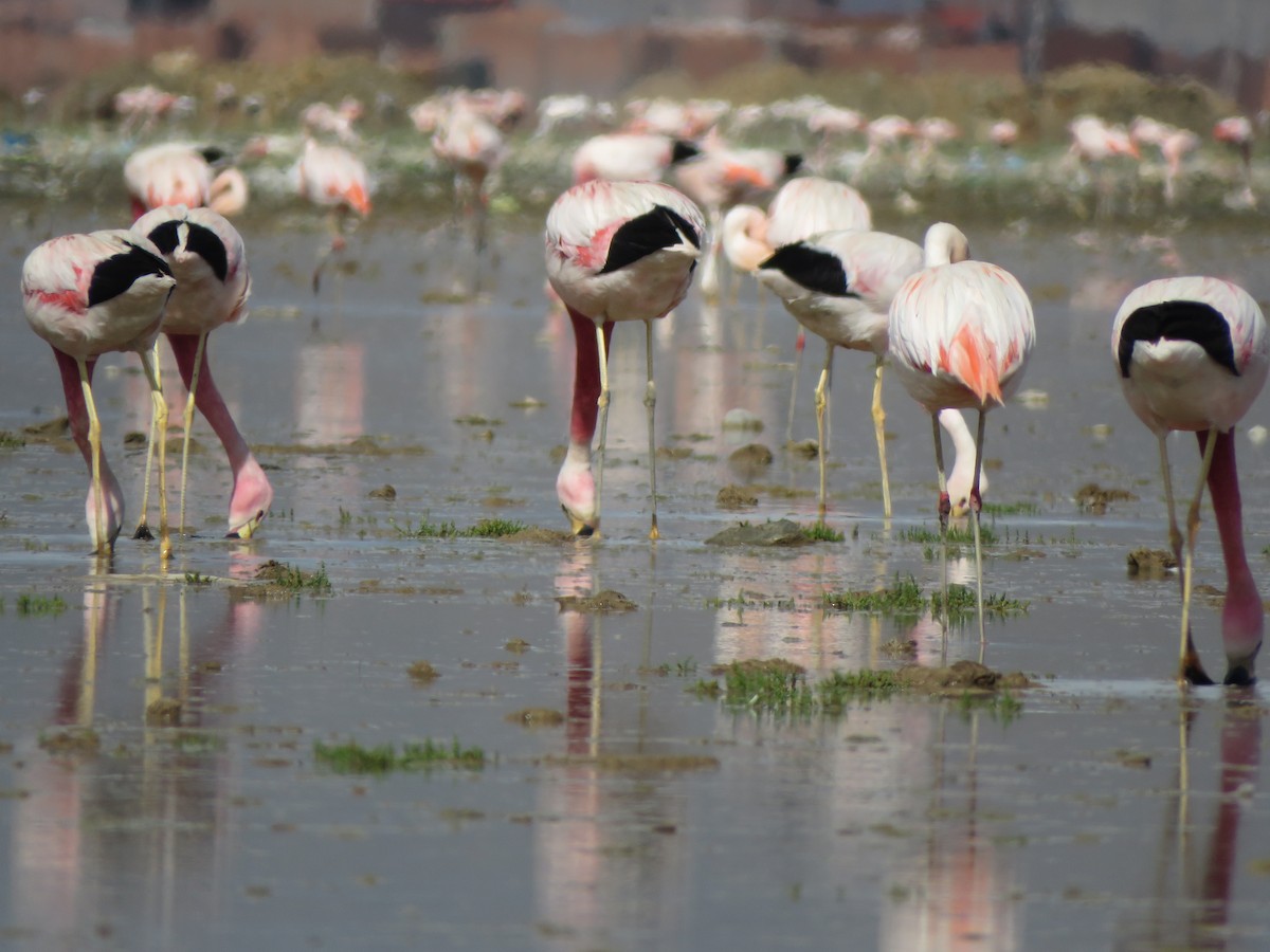 Andean Flamingo - Ignacio Escobar Gutiérrez