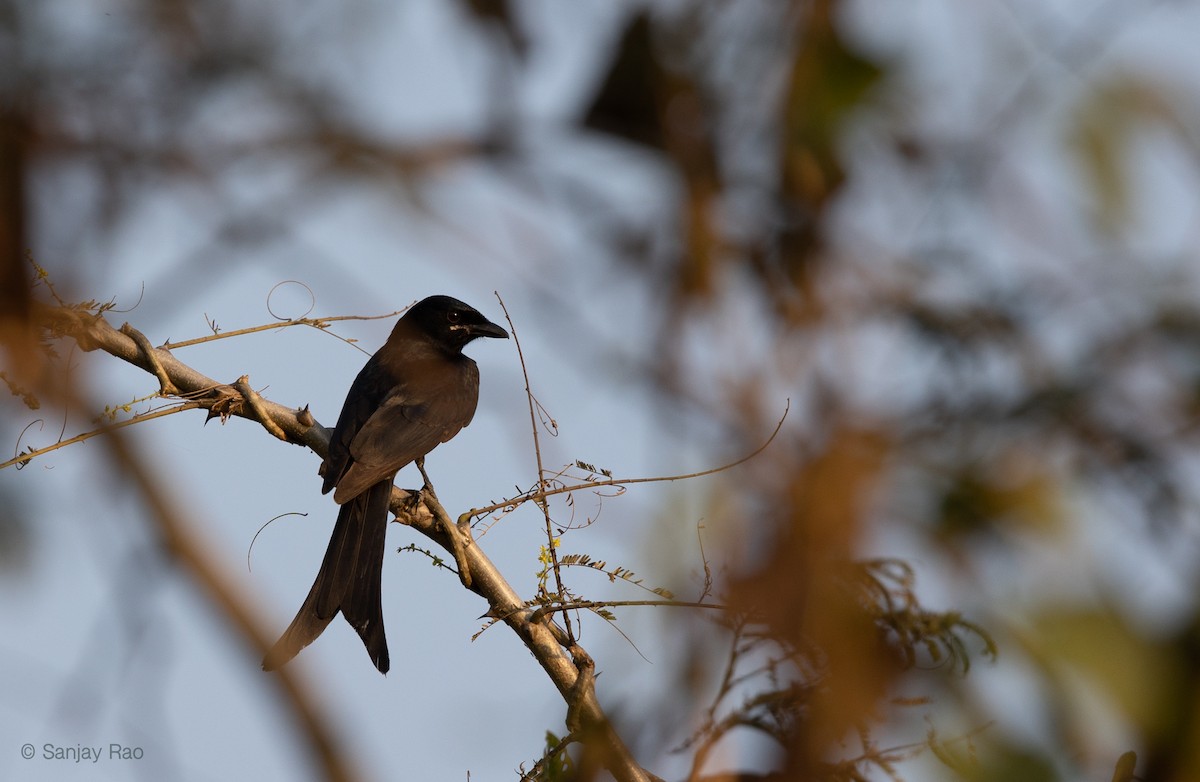 drongo černý - ML418020281