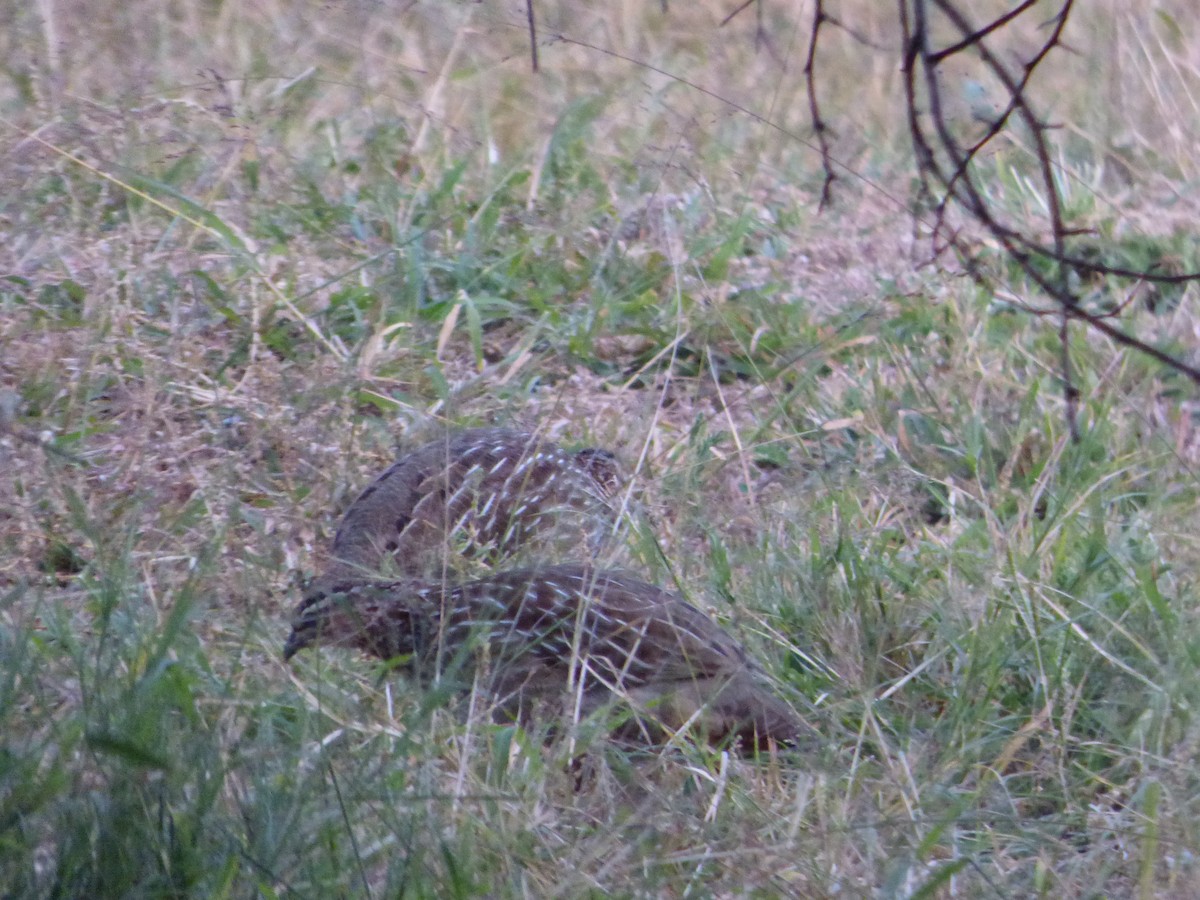 Crested Francolin - ML418020321