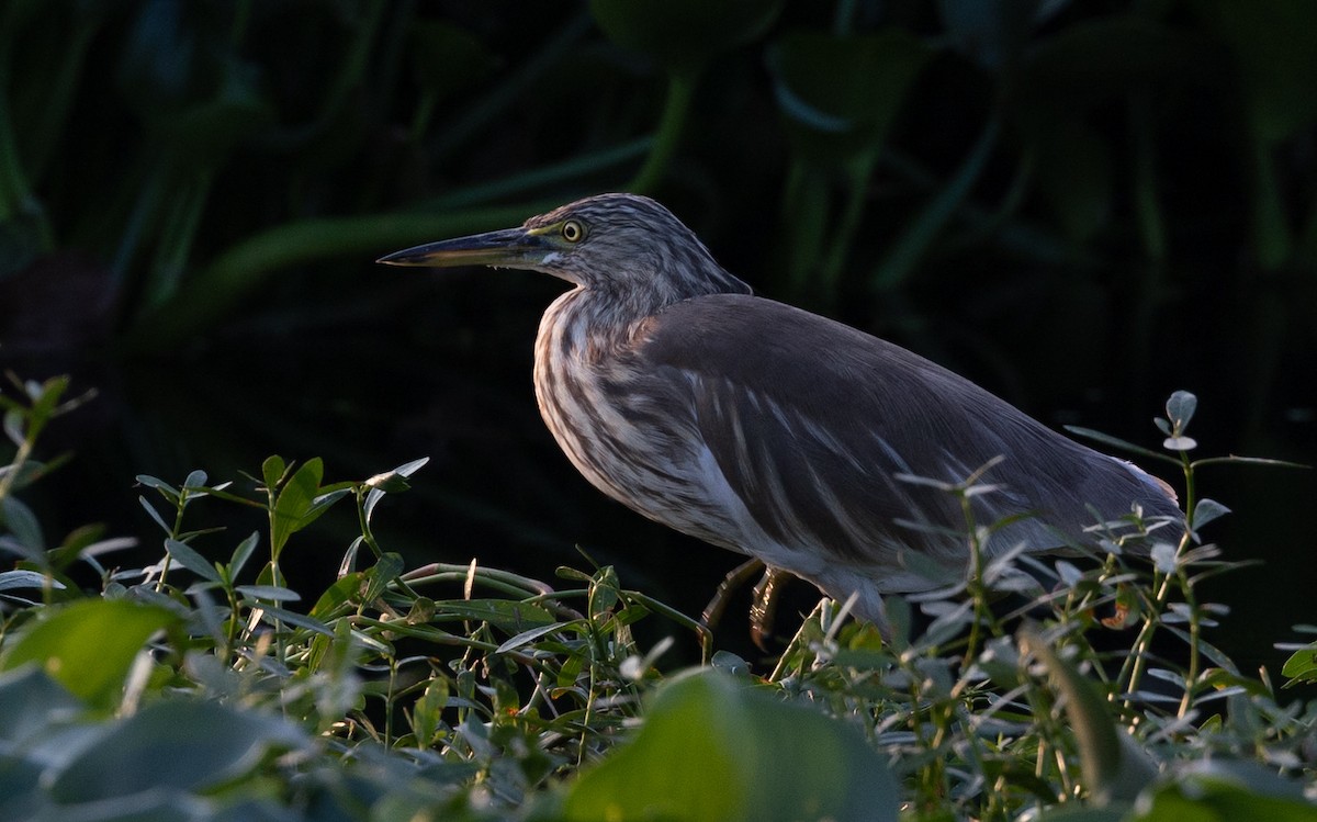 Indian Pond-Heron - ML418020371