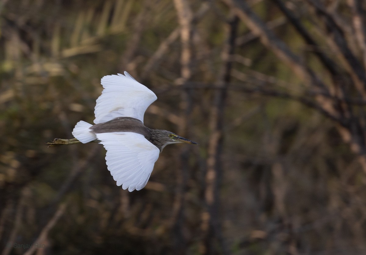 Indian Pond-Heron - ML418020511