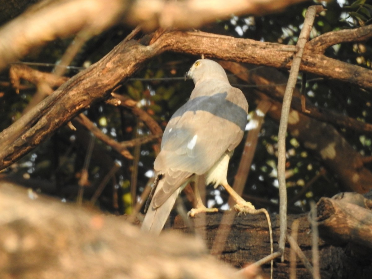 Shikra - ML418020681