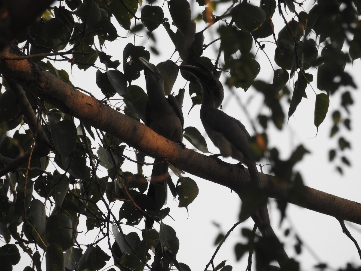 Indian Gray Hornbill - ML418020701