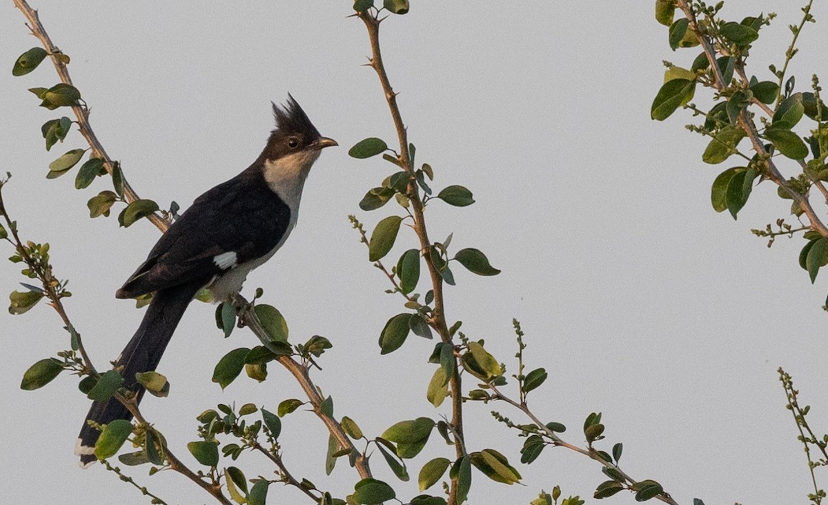 Pied Cuckoo - ML418020751