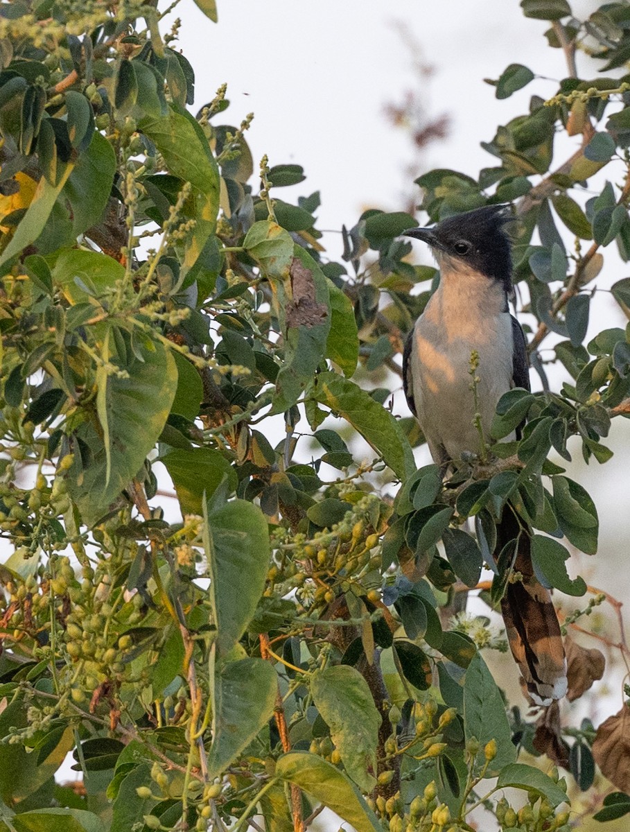 Pied Cuckoo - ML418020761