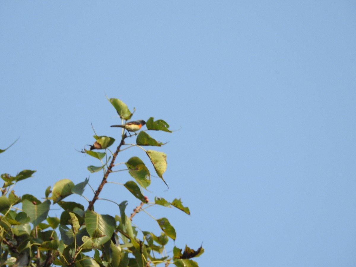 Small Minivet - ML418020771