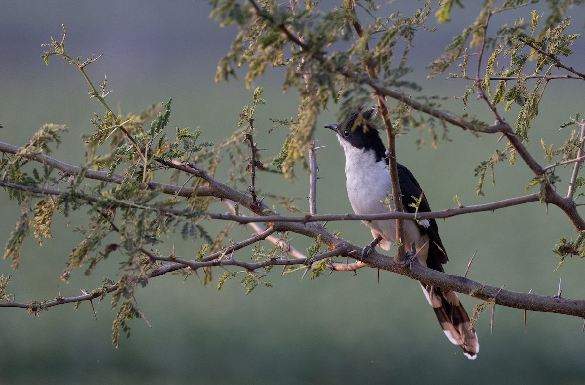 Pied Cuckoo - ML418020851