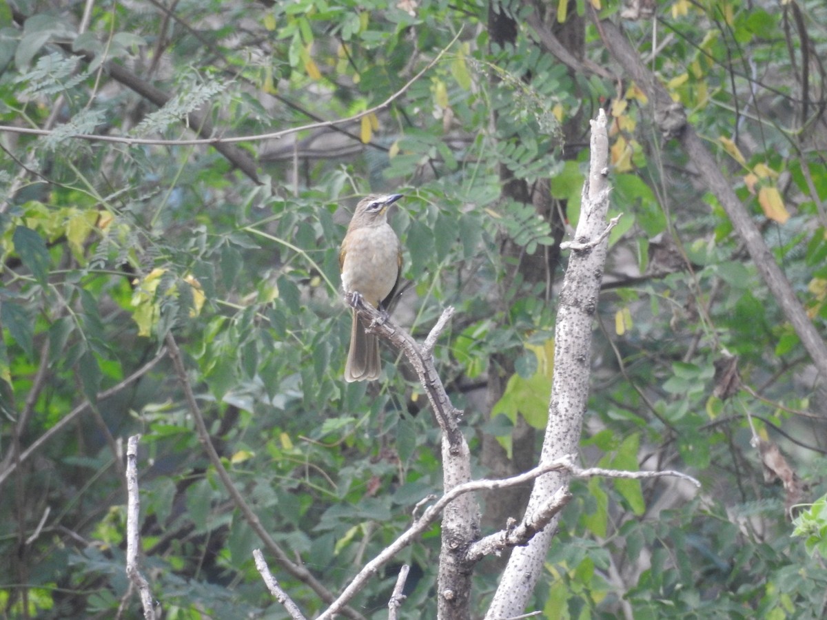White-browed Bulbul - ML418020901