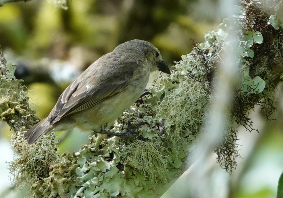 Woodpecker Finch - ML418020961