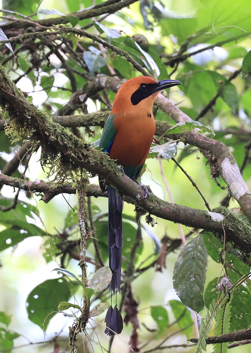 Rufous Motmot - ML418020981