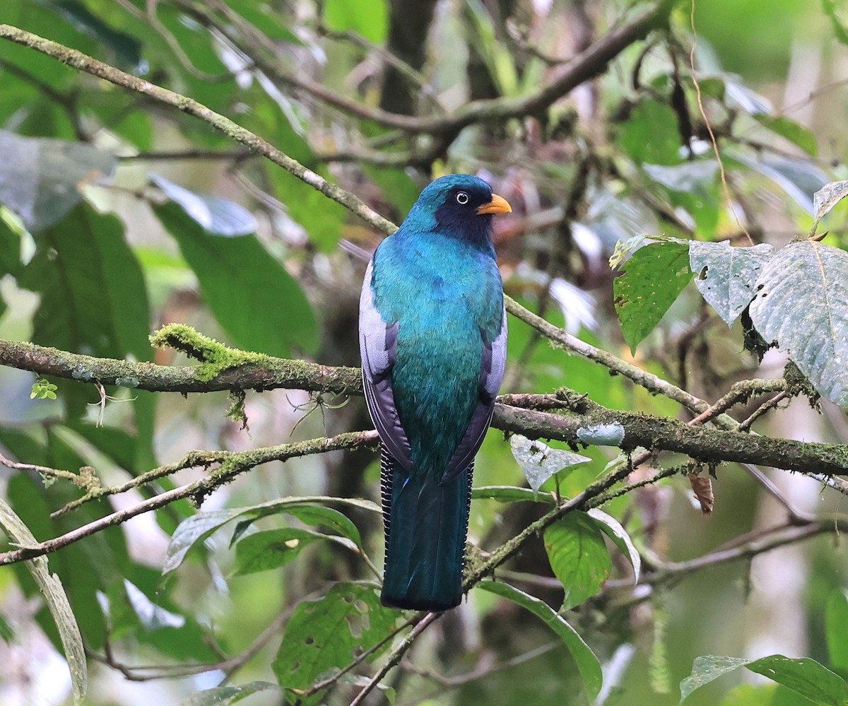 trogon mřížkoocasý - ML418021051