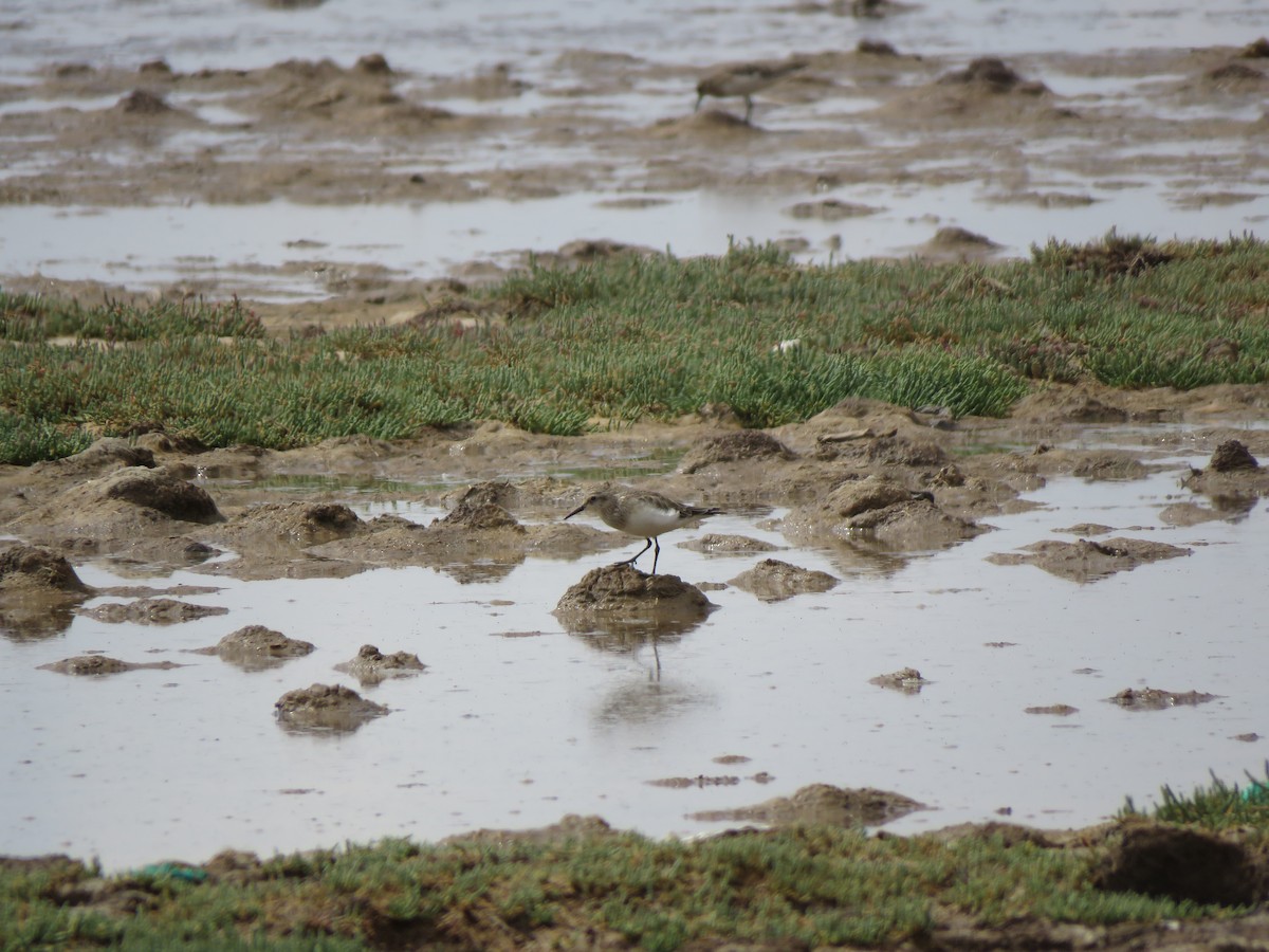 Baird's Sandpiper - ML418021331