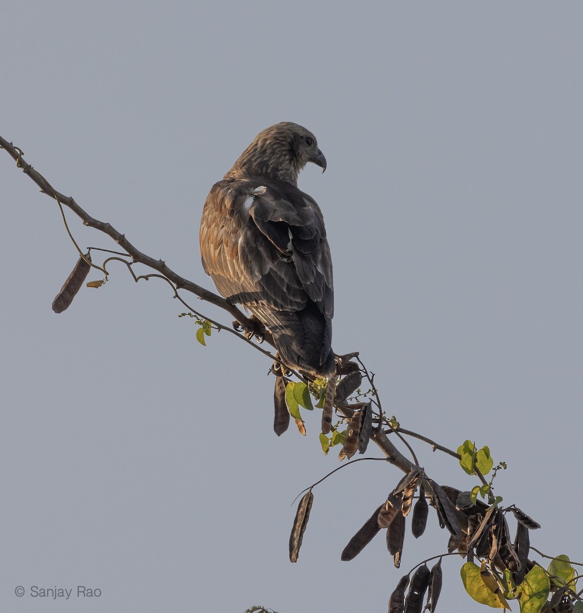 Black Kite - ML418021341