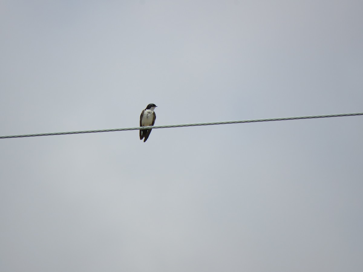 Blue-and-white Swallow - ML418023231