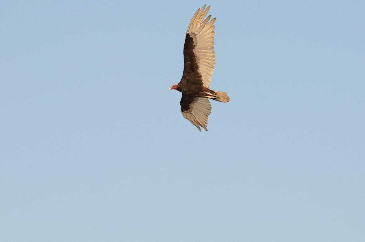 Turkey Vulture - ML418024541