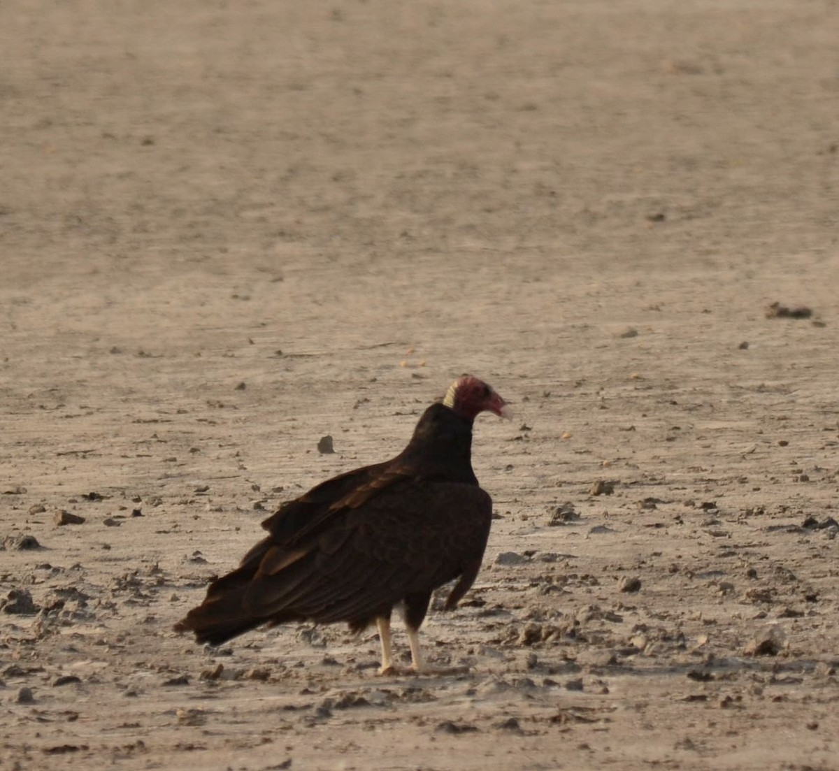Turkey Vulture - ML418024771